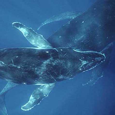 Humpback Whale calf with mother