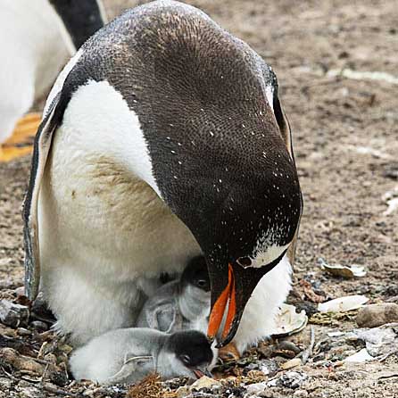 Penguin with chick