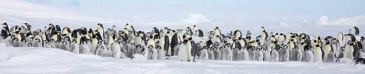 Emperor penguin colony.