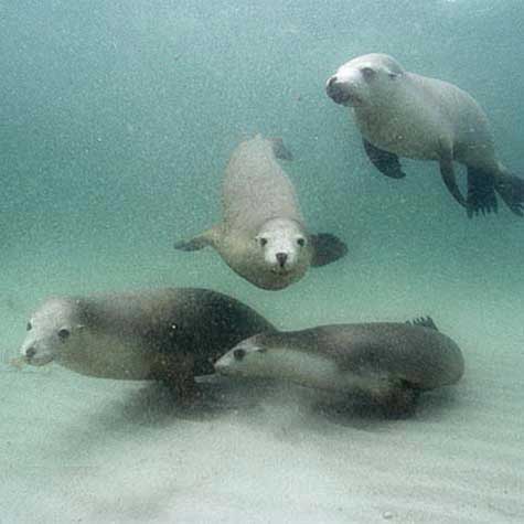 Australian Sea Lions underwater