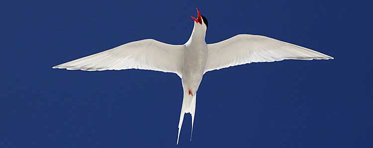 South American Tern (Sterna hirundinacea)