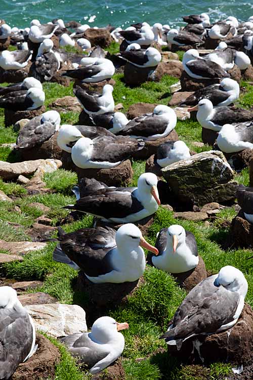 Black-browed Albatross (Thalassarche melanophris)