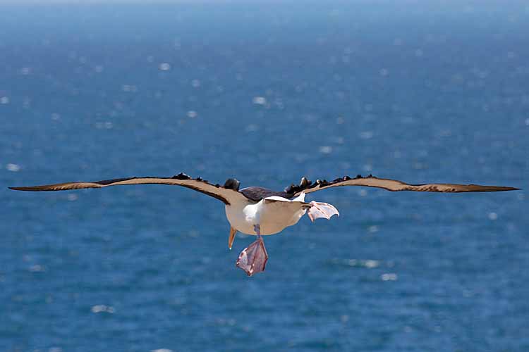 Black-browed Albatross (Thalassarche melanophris)