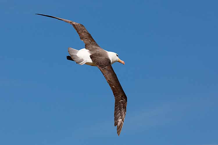 Black-browed Albatross (Thalassarche melanophris)