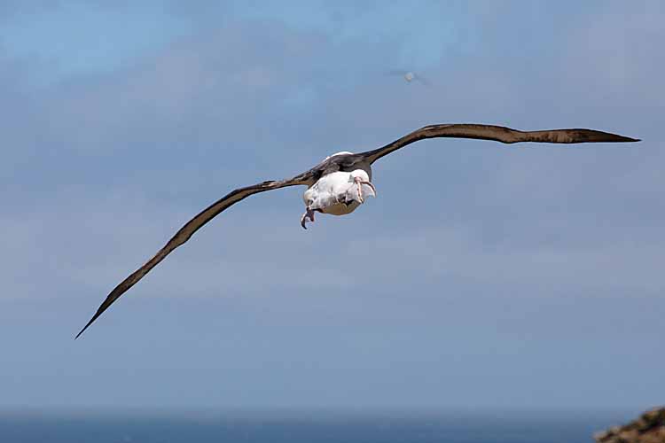 Black-browed Albatross (Thalassarche melanophris)