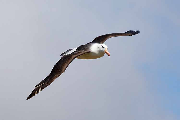 Black-browed Albatross (Thalassarche melanophris)