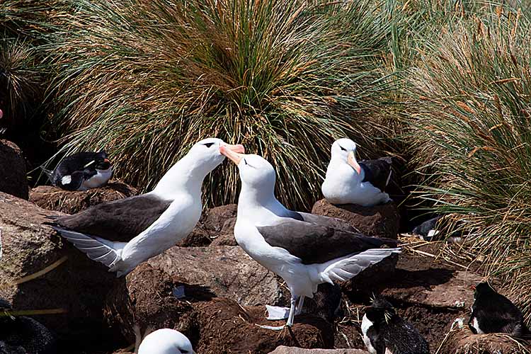 Black-browed Albatross (Thalassarche melanophris)