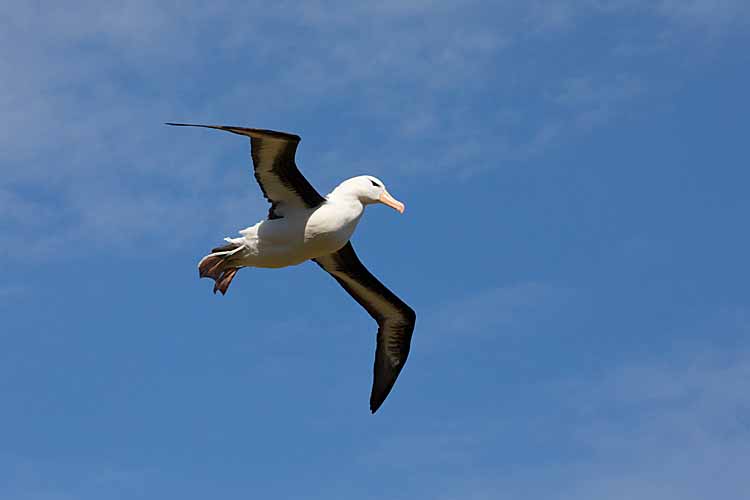 Black-browed Albatross (Thalassarche melanophris)