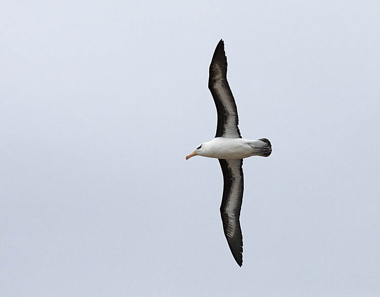 Black-browed Albatross (Thalassarche melanophris)