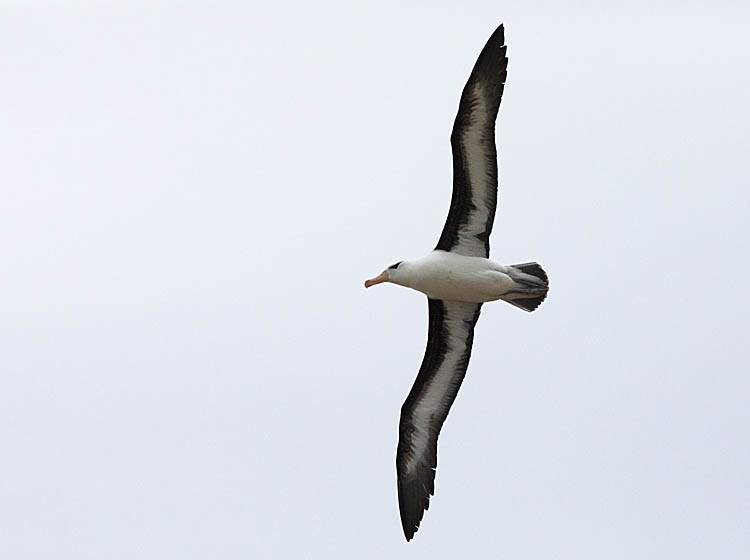 Black-browed Albatross (Thalassarche melanophris)