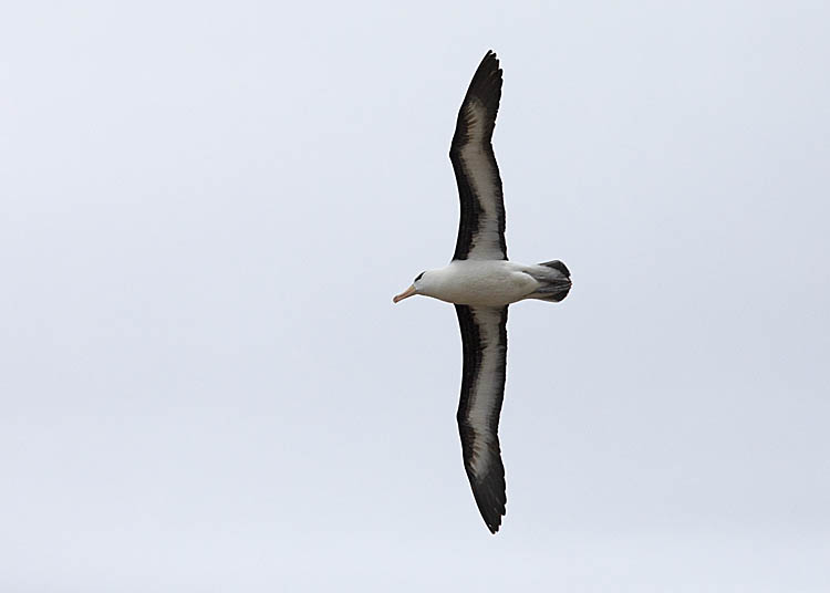 Black-browed Albatross (Thalassarche melanophris)