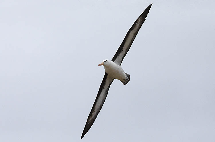 Black-browed Albatross (Thalassarche melanophris)