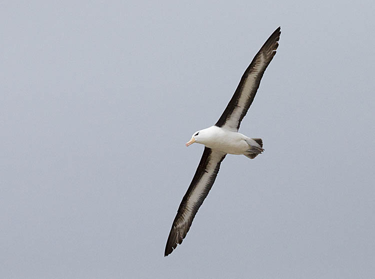 Black-browed Albatross (Thalassarche melanophris)