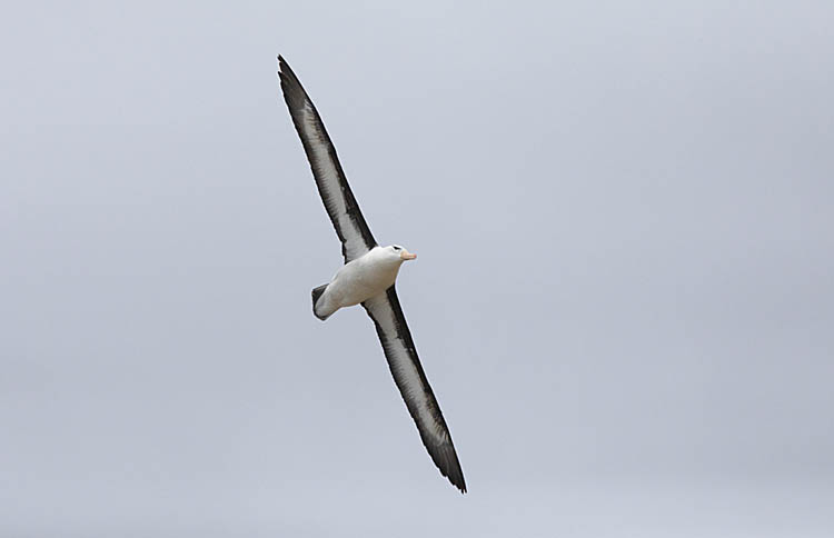 Black-browed Albatross (Thalassarche melanophris)