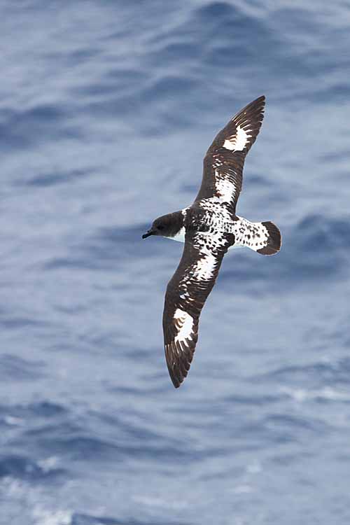 Cape Petrel (Daption capense)