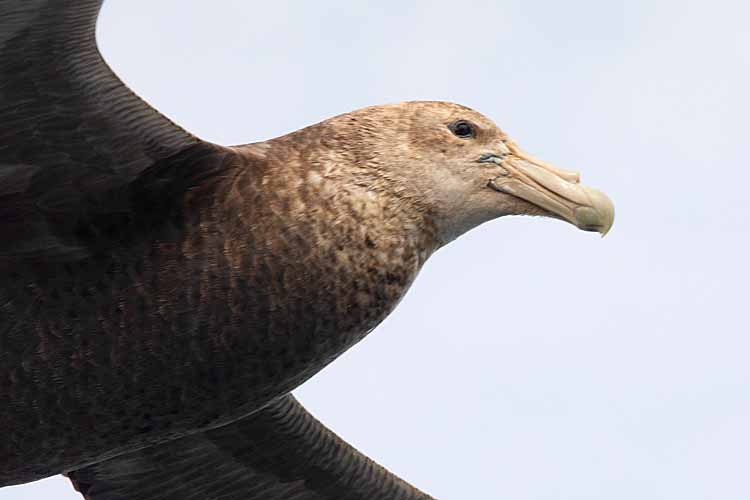 Southern Giant Petrel (Macronectes giganteus)