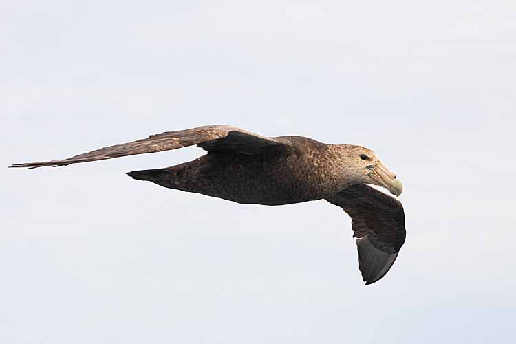 Southern Giant Petrel (Macronectes giganteus)