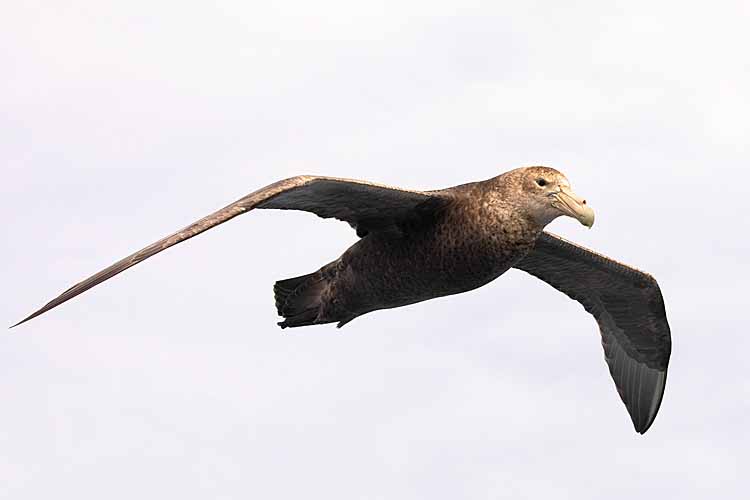 Southern Giant Petrel (Macronectes giganteus)