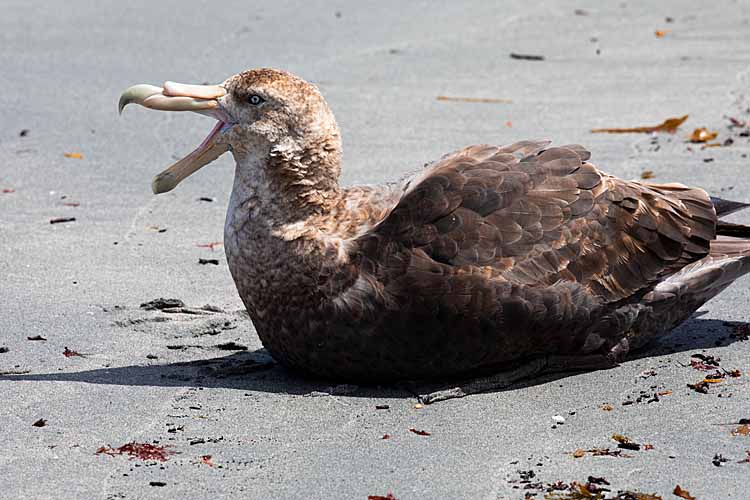 Southern Giant Petrel (Macronectes giganteus)