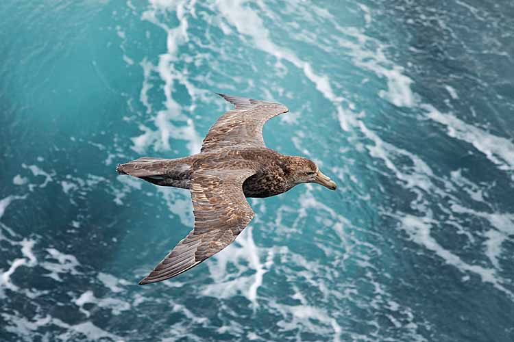 Southern Giant Petrel (Macronectes giganteus)