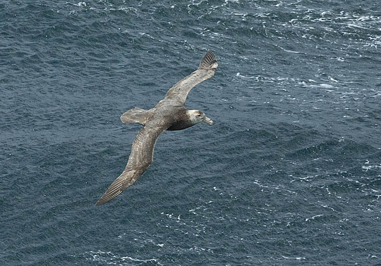 Southern Giant Petrel (Macronectes giganteus)