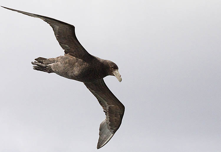 Southern Giant Petrel (Macronectes giganteus)