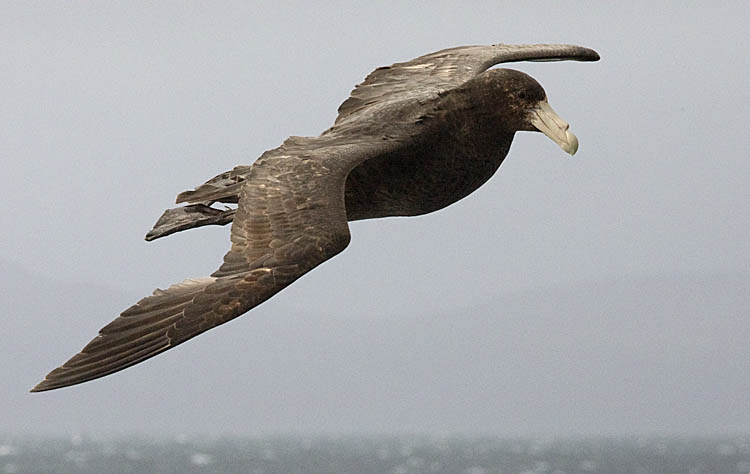 Southern Giant Petrel (Macronectes giganteus)