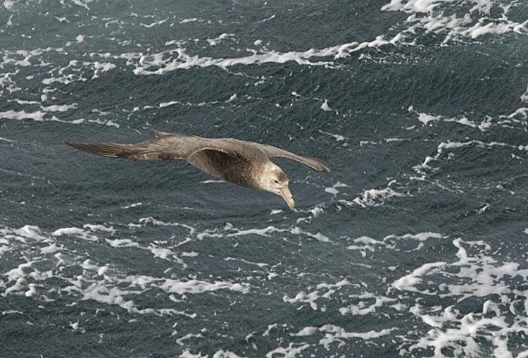 Southern Giant Petrel (Macronectes giganteus)