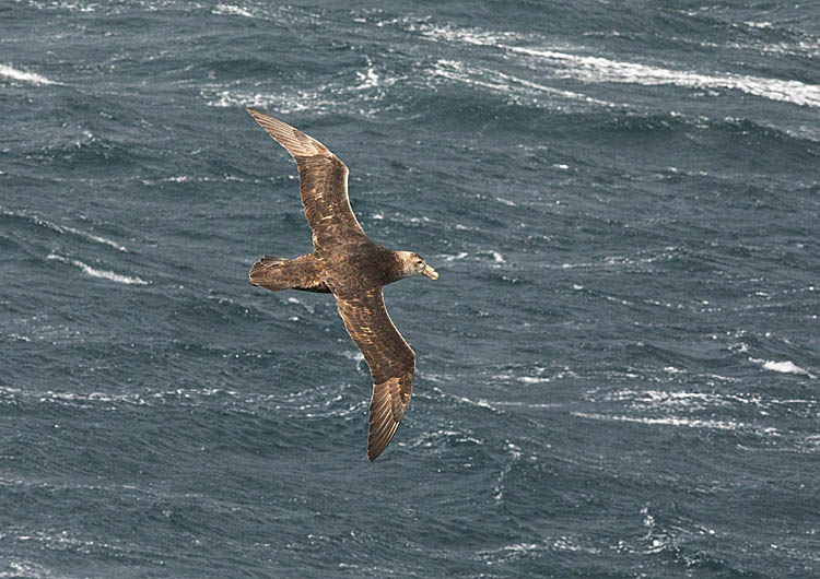 Southern Giant Petrel (Macronectes giganteus)