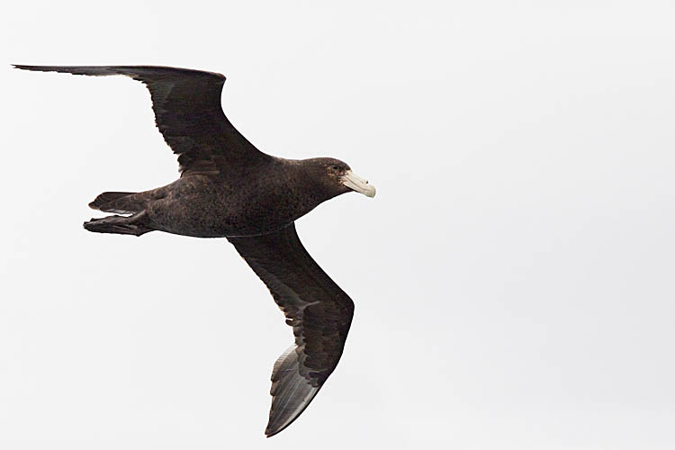 Southern Giant Petrel (Macronectes giganteus)