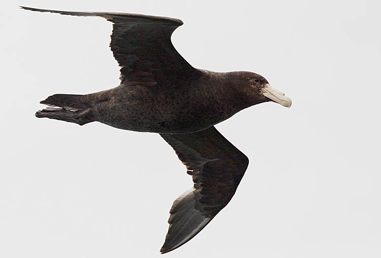 Southern Giant Petrel (Macronectes giganteus)