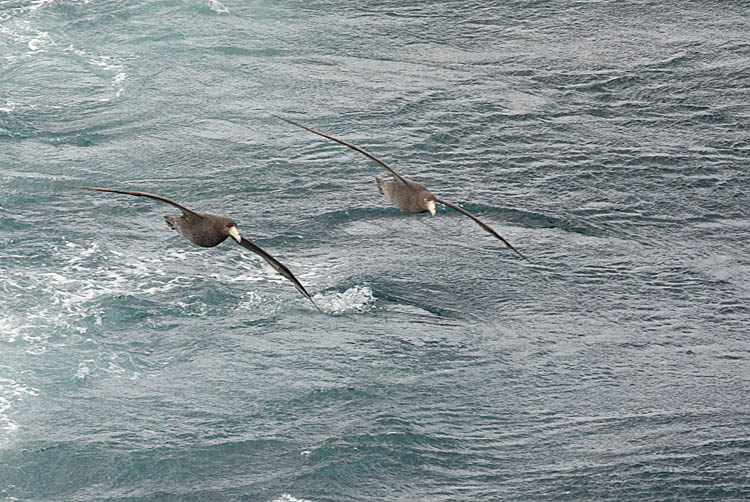 Southern Giant Petrel (Macronectes giganteus)