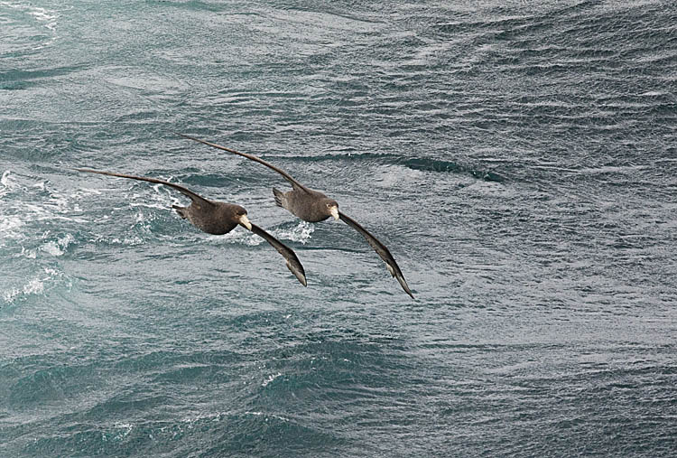 Southern Giant Petrel (Macronectes giganteus)