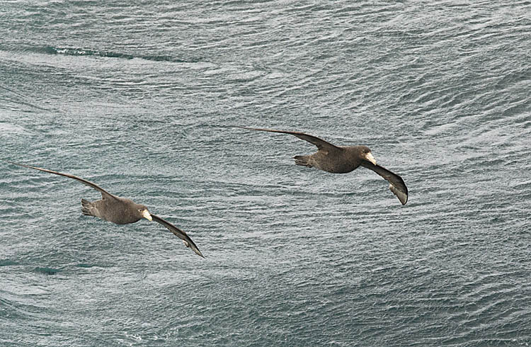 Southern Giant Petrel (Macronectes giganteus)