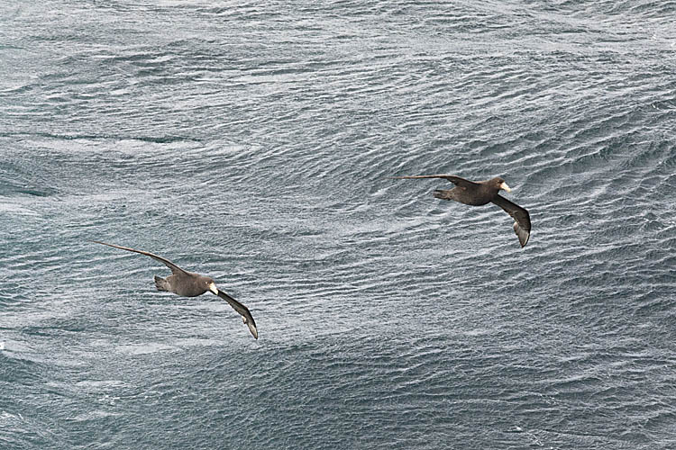 Southern Giant Petrel (Macronectes giganteus)