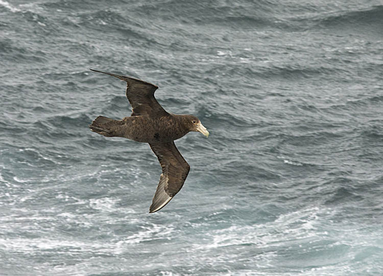 Southern Giant Petrel (Macronectes giganteus)