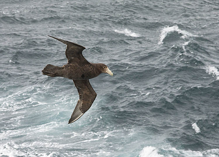 Southern Giant Petrel (Macronectes giganteus)