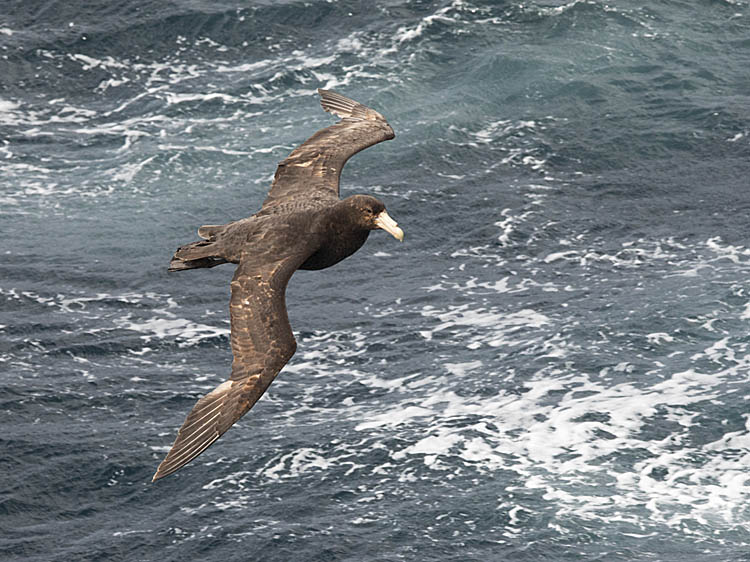 Southern Giant Petrel (Macronectes giganteus)