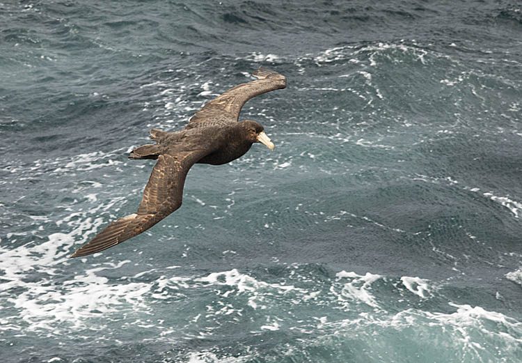 Southern Giant Petrel (Macronectes giganteus)