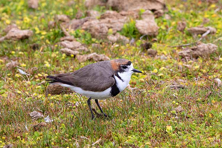 Two-banded Plover ()