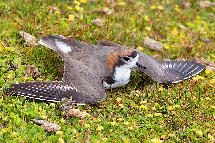 Two-banded Plover (Charadrius falklandicus)