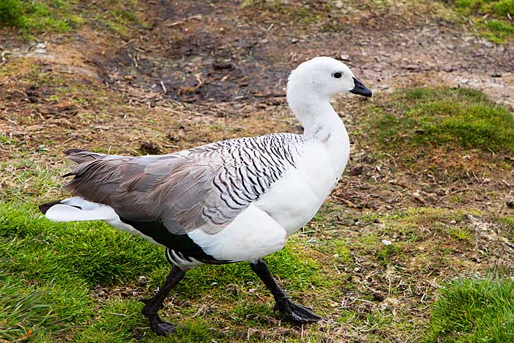 Kelp Goose (Chloephaga hybrida)