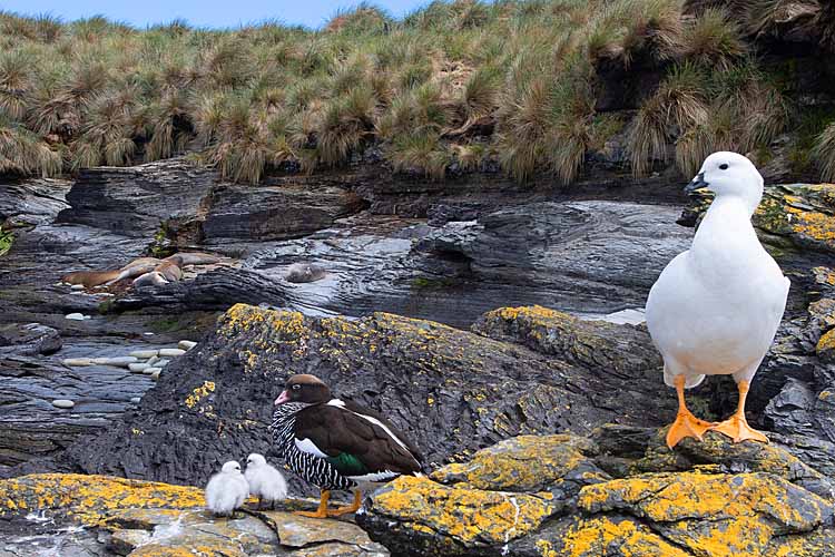 Kelp Goose (Chloephaga hybrida)