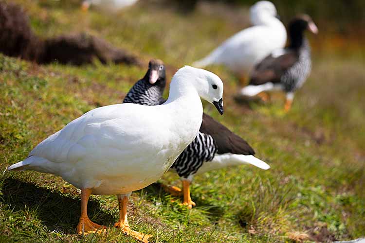 Kelp Goose (Chloephaga hybrida)