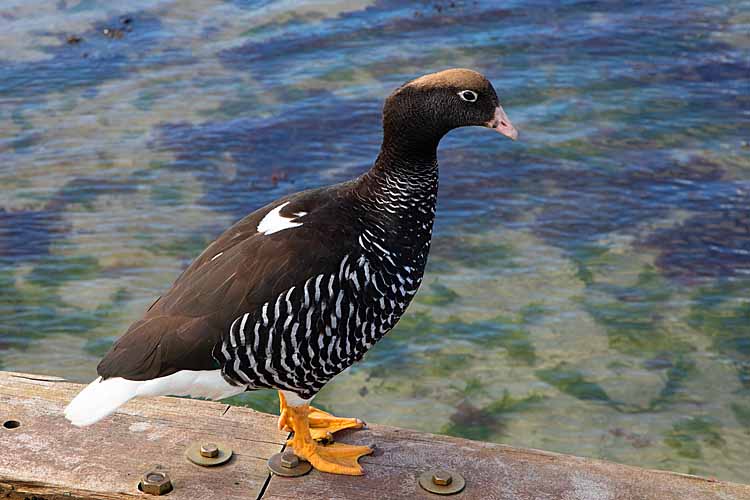 Kelp Goose (Chloephaga hybrida)