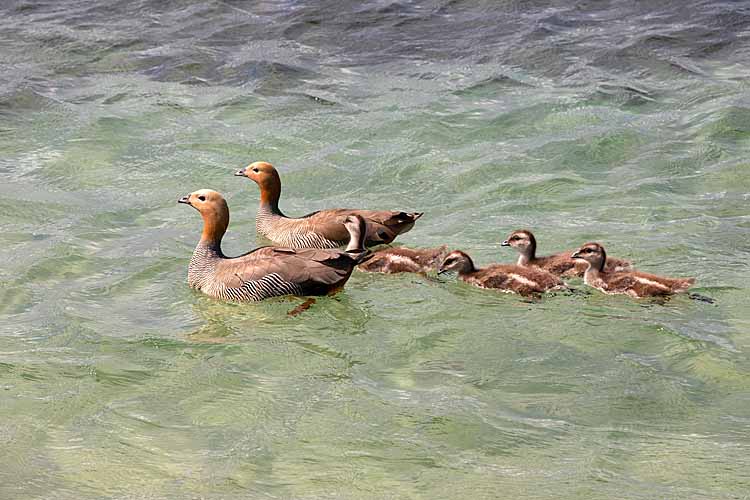 Upland Goose (Chloephaga picta)