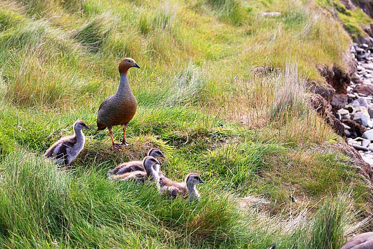 Upland Goose (Chloephaga picta)