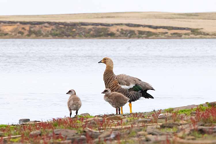 Upland Goose (Chloephaga picta)