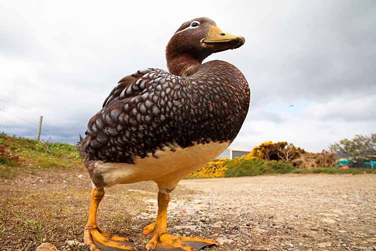 Falkland Steamer Duck (Tachyeres brachypterus)