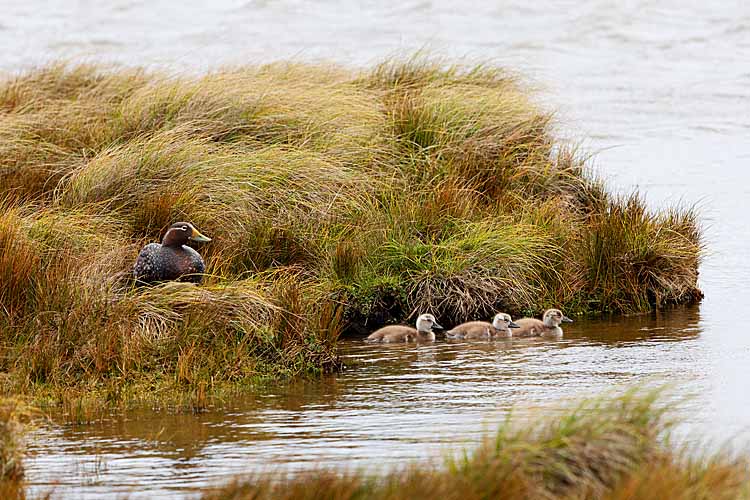 Falkland Steamer Duck (Tachyeres brachypterus)